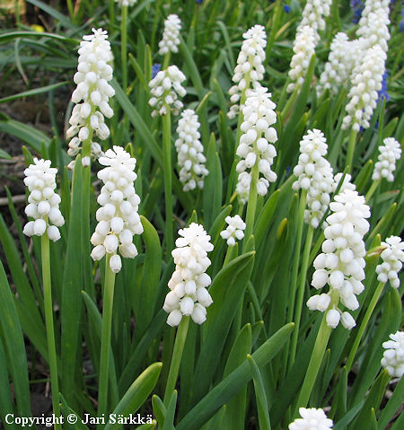 Muscari botryoides 'Alba', hentohelmililja